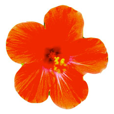 Fleur d'hibiscus rouge